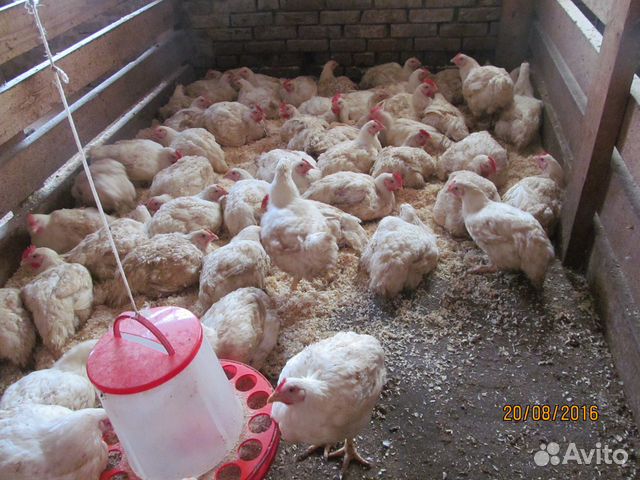 Индюшата, цыплята, гусята купить на Зозу.ру - фотография № 7