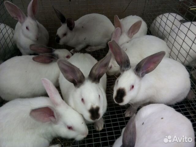 Кролики породы Хиплус (Hyplus) купить на Зозу.ру - фотография № 3