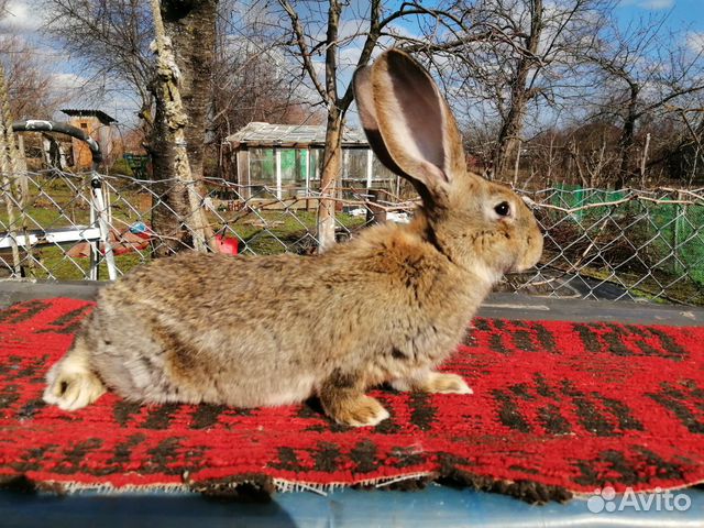 Кролики великаны купить на Зозу.ру - фотография № 3
