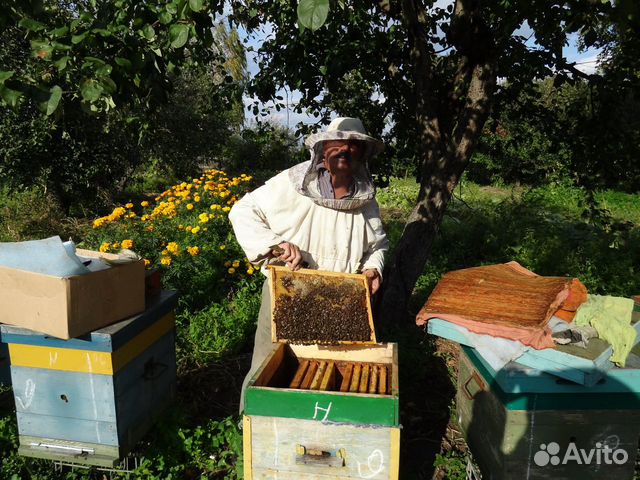 Продам пчелопакеты И пчелосемьи купить на Зозу.ру - фотография № 6