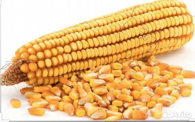 Продается кукуруза В хорошем качестве сухая купить на Зозу.ру - фотография № 1