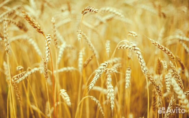 Продаю пшеницу купить на Зозу.ру - фотография № 1