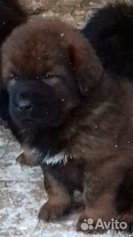 Продам щенка Тибетского Мастифа купить на Зозу.ру - фотография № 10