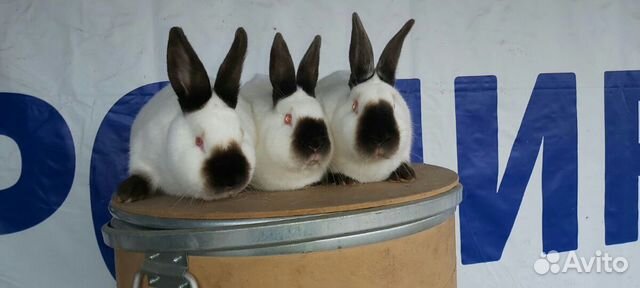 Кролики калифорнийцы купить на Зозу.ру - фотография № 1