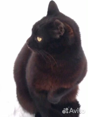 Молоденький котик-чёрная пантера купить на Зозу.ру - фотография № 2
