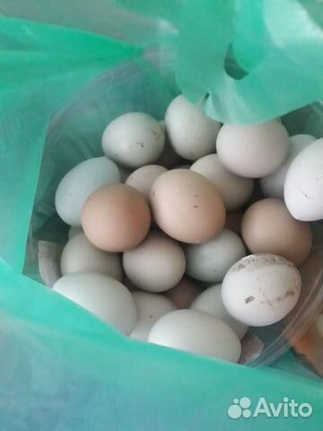 Инкубационные Яйца кур (микс амераукана с доминант купить на Зозу.ру - фотография № 1