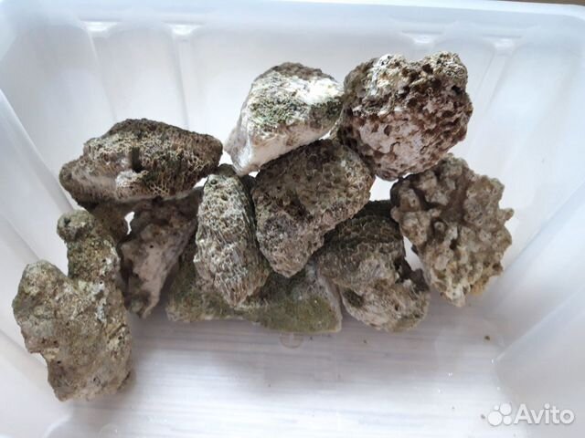 Сухой рифовый камень купить на Зозу.ру - фотография № 2
