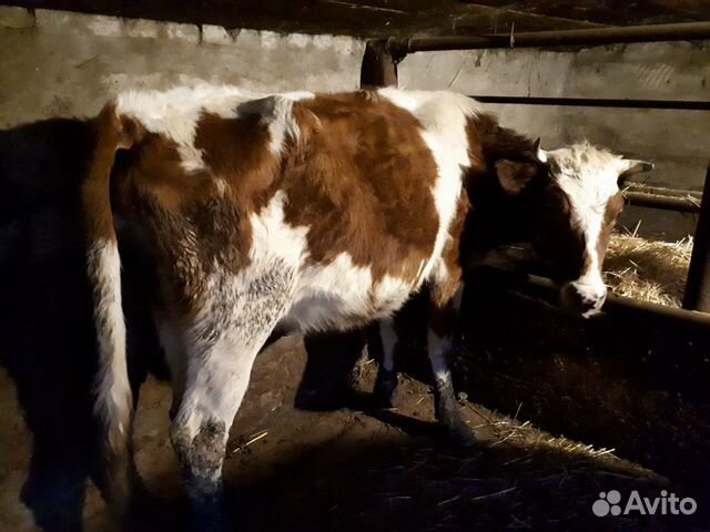 Корова, тёлочка купить на Зозу.ру - фотография № 1