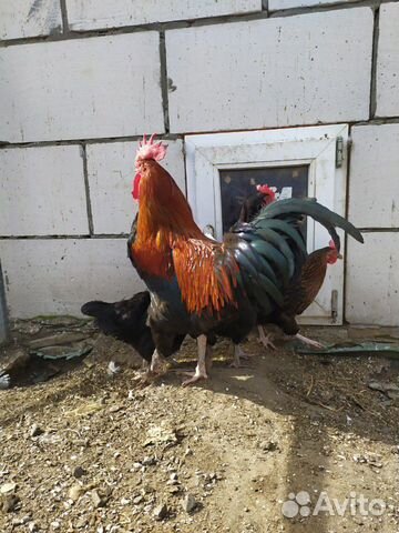 Инкубационное яйцо Марана(цыплята) купить на Зозу.ру - фотография № 3