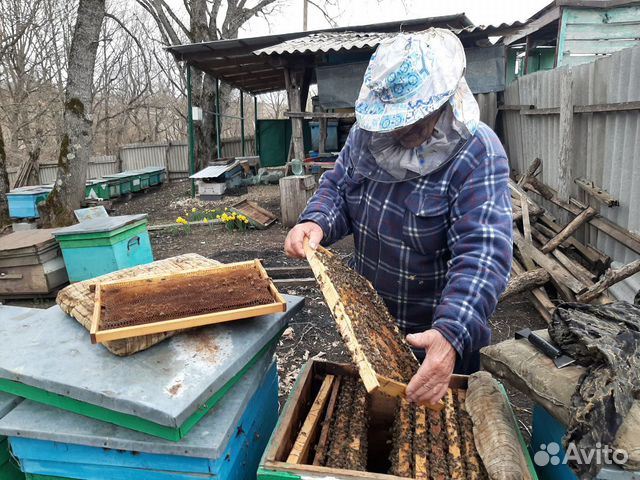 Продам пчело-Пакеты купить на Зозу.ру - фотография № 1