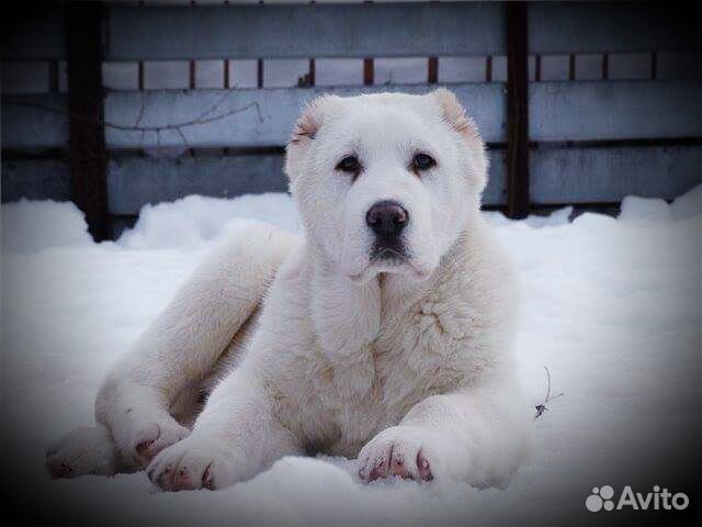 Продаются щенки алабая а-ля белые медведи) купить на Зозу.ру - фотография № 1