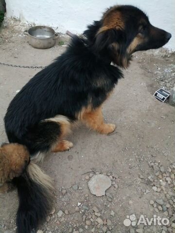 Собака, щенки в добрые руки купить на Зозу.ру - фотография № 3