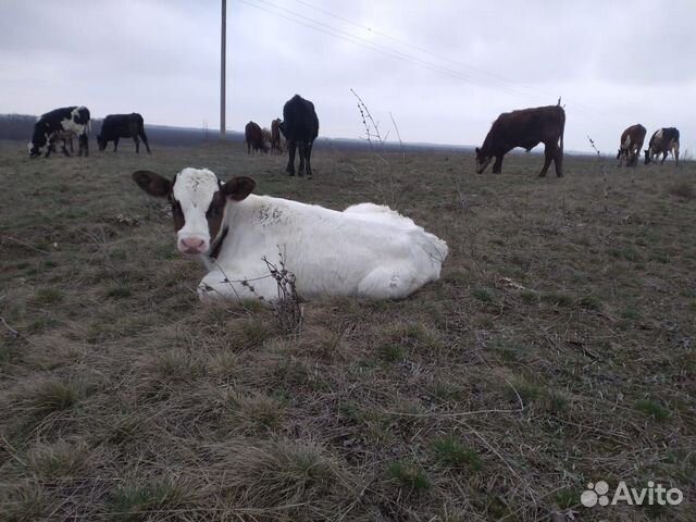 Продаются коровы, телята, звонить по номеру 8-928 купить на Зозу.ру - фотография № 4