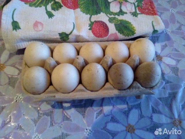 Инкуб яйцо индоутки купить на Зозу.ру - фотография № 1
