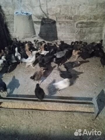 Месячные цыплята купить на Зозу.ру - фотография № 1
