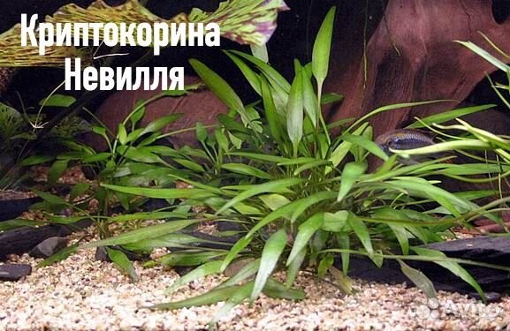 Аквариумные растения Керчь Ленинский район купить на Зозу.ру - фотография № 9