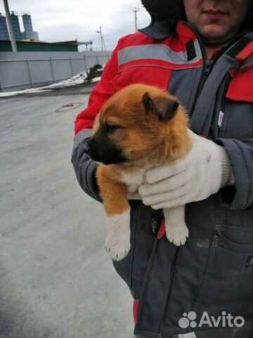 Отдадим в добрые руки щенков купить на Зозу.ру - фотография № 4
