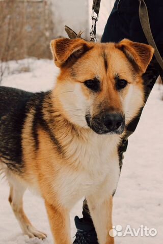 Собака Гектор в свой дом купить на Зозу.ру - фотография № 1