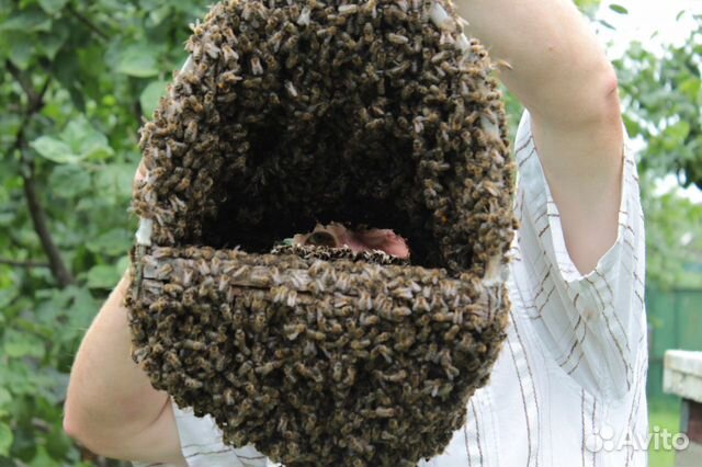 Пчёлы (семьи) купить на Зозу.ру - фотография № 1