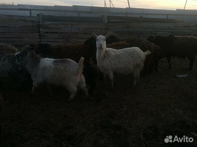 Оптом продаю чисто эдельбаевских овечек 2 барана п купить на Зозу.ру - фотография № 3