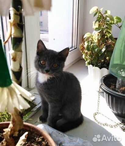 Серый котенок купить на Зозу.ру - фотография № 1