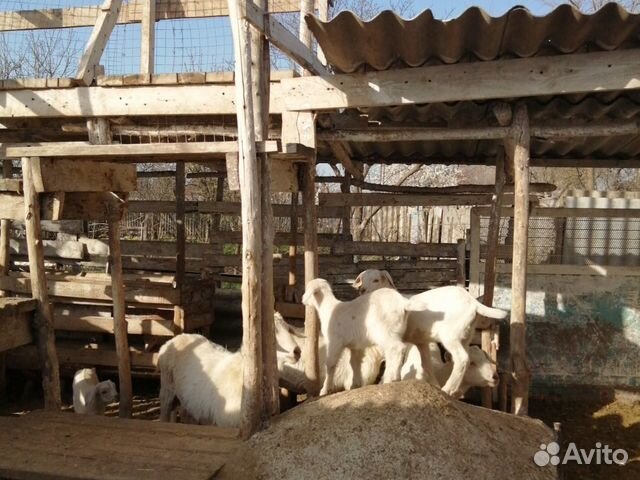 Продаются козы и козлята купить на Зозу.ру - фотография № 1
