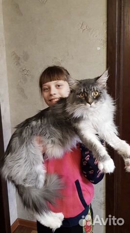 Котята породы Мейн-Кун купить на Зозу.ру - фотография № 4