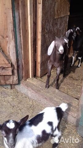 Корова Джерси, телка, козы купить на Зозу.ру - фотография № 10