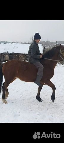 Лошади купить на Зозу.ру - фотография № 9