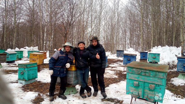 Зимовалые пчелосемьи купить на Зозу.ру - фотография № 1