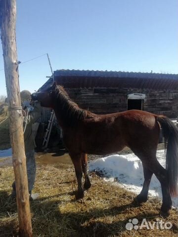 Лошадь Жеребец 3 года спокойно. (рос 160) обмен на купить на Зозу.ру - фотография № 5