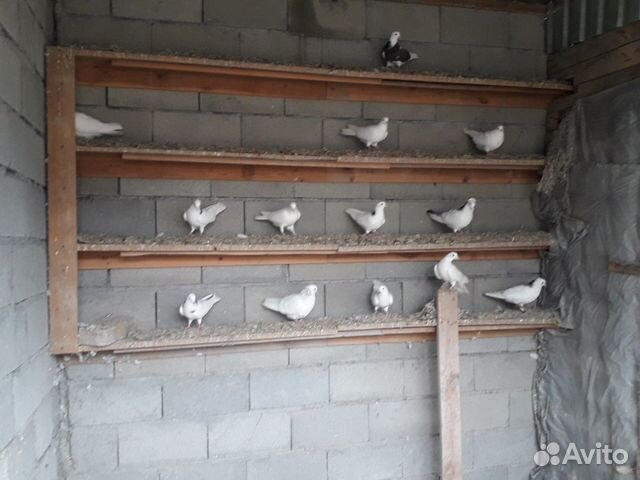 Летные голуби бакинские купить на Зозу.ру - фотография № 4
