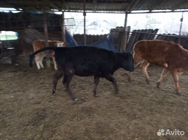 Телки корова купить на Зозу.ру - фотография № 10