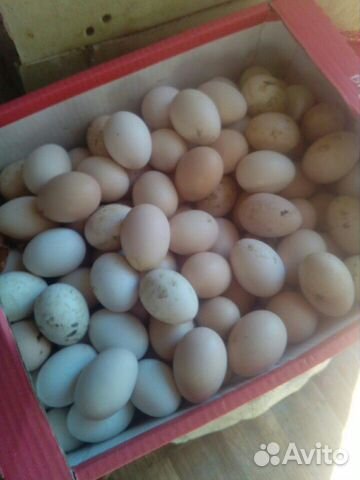 Яйца купить на Зозу.ру - фотография № 5