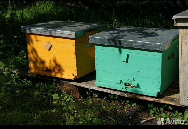 Пчелосемьи, пчелопакеты карпатской породы купить на Зозу.ру - фотография № 2