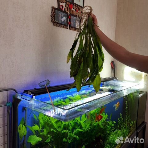 Аквариумное растение эхинодорус купить на Зозу.ру - фотография № 3