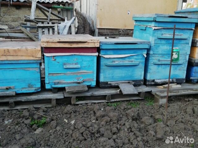 Пчелы, дадан купить на Зозу.ру - фотография № 3