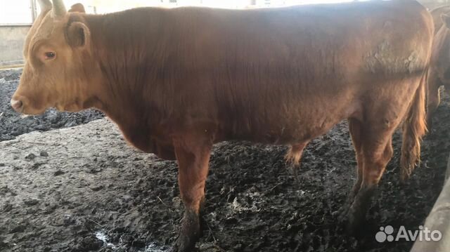 Бычки на мясо Бычки на мясо