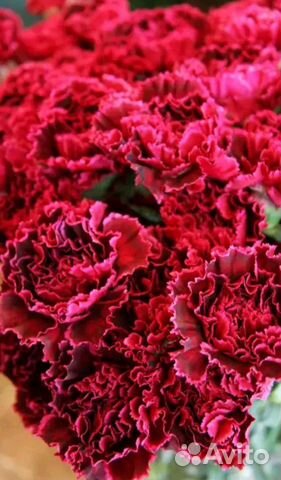 Гвоздика опт и розница