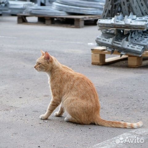 Зеленоглазая Рыжуля Александра Зеленоглазая Рыжуля Александра