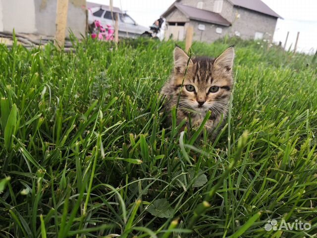 Котёнок в добрые руки Котёнок в добрые руки