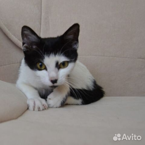 Котенок 6 мес Котенок 6 мес