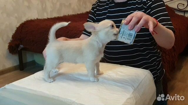 Девочка чихуахуа Девочка чихуахуа