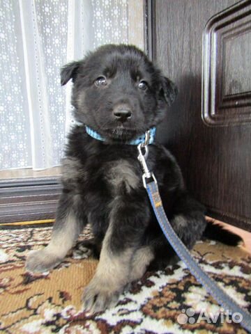 Щенок мальчик Щенок мальчик