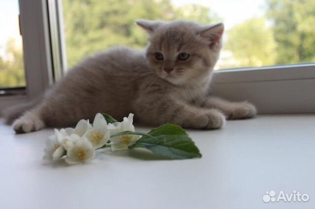 Шотландские котята-страйты