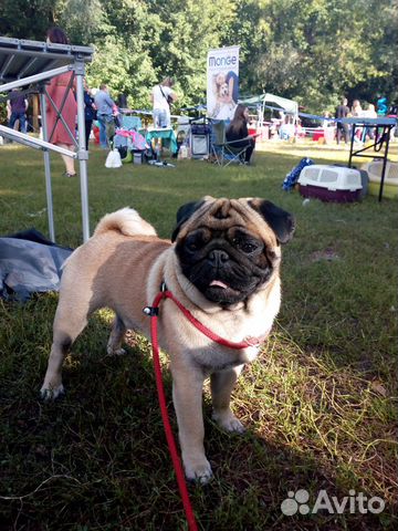 Вязка. Щенки доставка