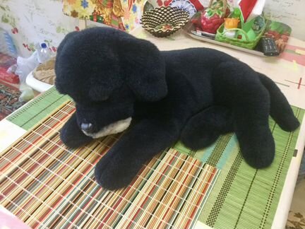 Собака черная