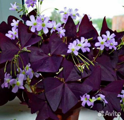 Кислица оксалис