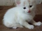 Белые котята объявление продам