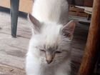 Котята тайской кошки объявление продам